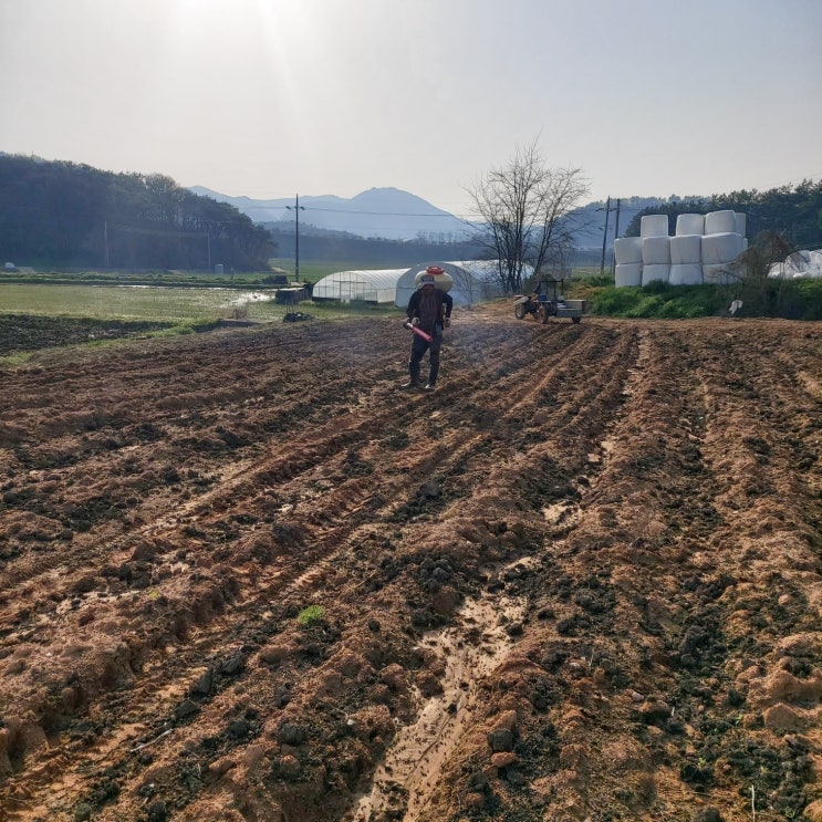  2024년 현주네팜 동력분무기로 유기질 비료 뿌리기