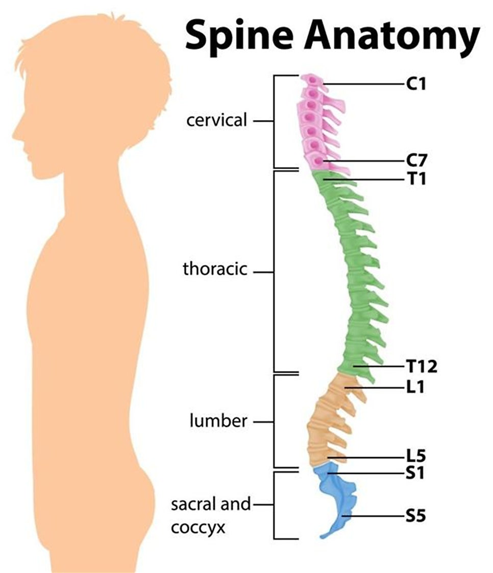 The cause and symptoms of straight neck, turtle neck syndrome? — 본문 그림