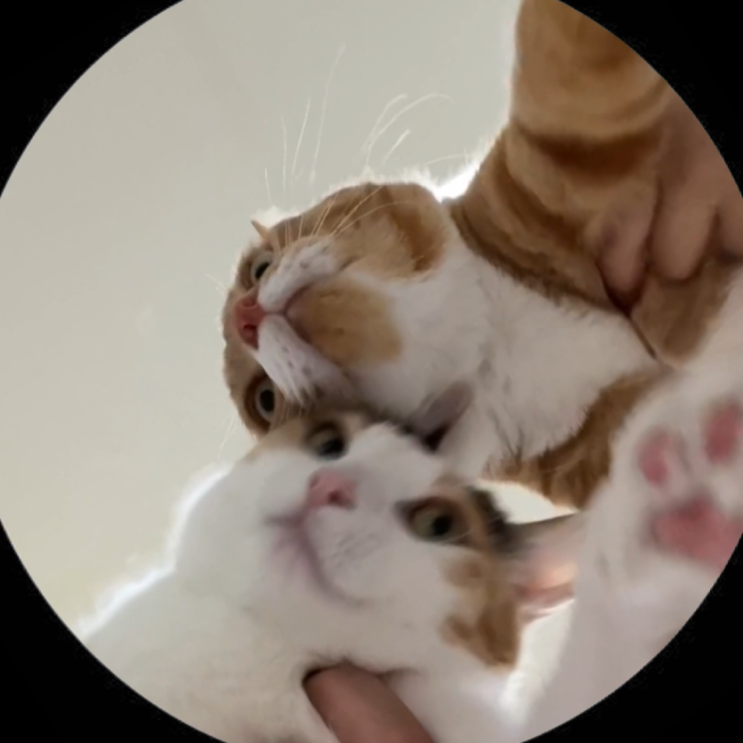  라쿤 페드로 애플워치 세팅 방법 GIF 릴스 챌린지