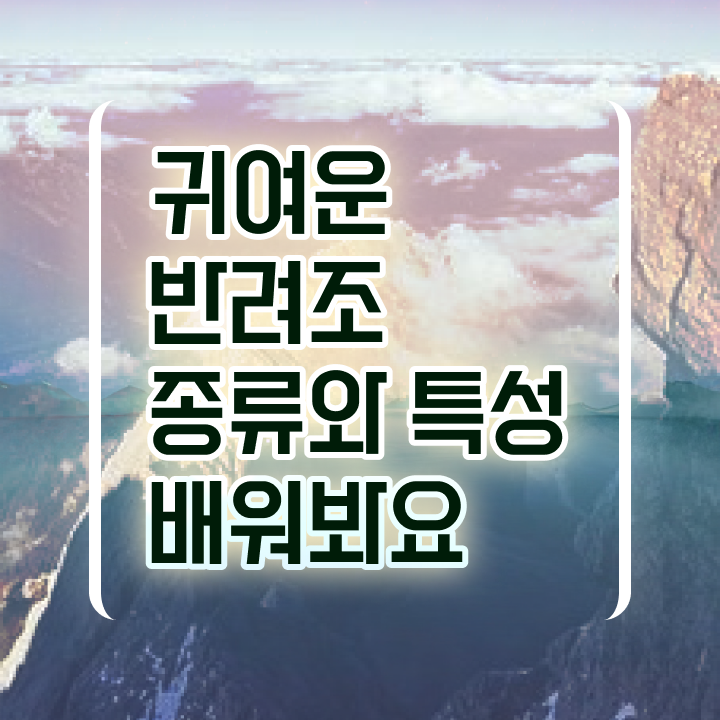  말하는 앵무새 분양 , 반려조관리사 자격증 준비해서 합격한 후기 체크해보세요