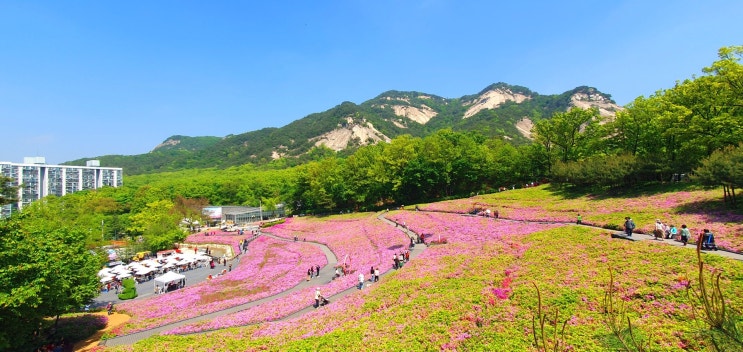 불암산 철쭉동산 철쭉제 꽃구경 서울 봄여행으로 가볼만한 곳 불암산 철쭉동산 철쭉제 꽃구경 서울 봄여행으로 가볼만한 곳