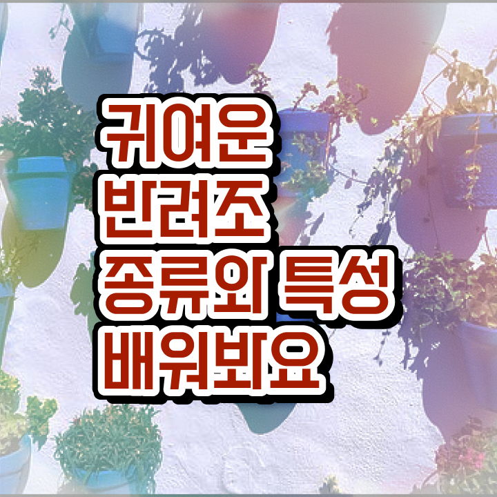  모란앵무 가격 , 반려조관리사 자격증 하는 일과 자격증 체크
