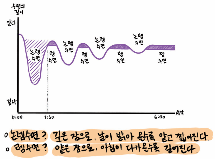  수면은 뇌와 호르몬에 어떻게 중요한 영향을 끼칠까