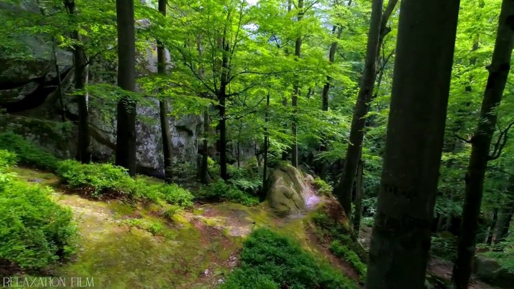  산림기사 전공 산림기사 시험자격 고졸도 온라인으로 1학기에 준비한 비법