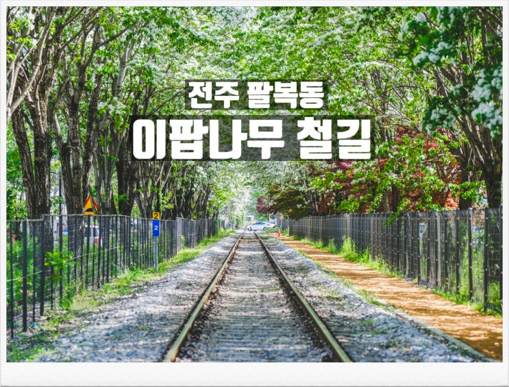 <b>전주</b> 팔복동 <b>이팝나무 철길</b> 실시간 개화 상황 찾아가는 방법