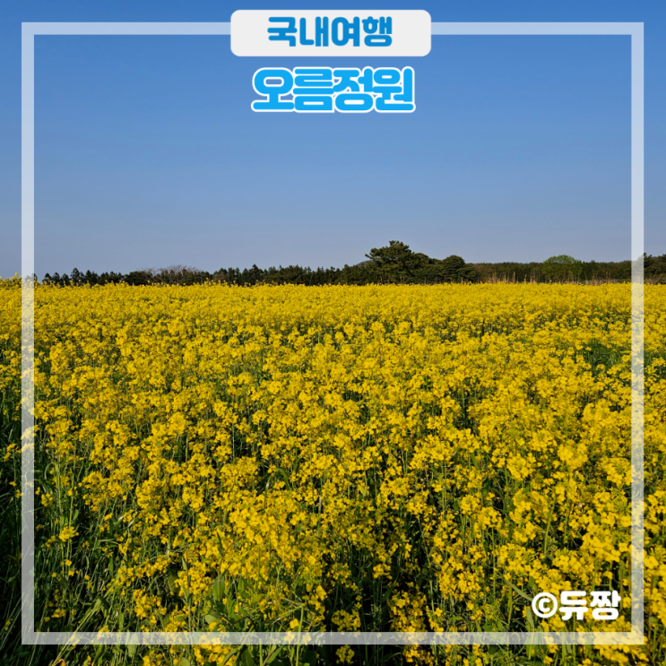 제주 동쪽 가볼 만한 곳 오름정원 유채꽃, 갯무꽃 포토스팟