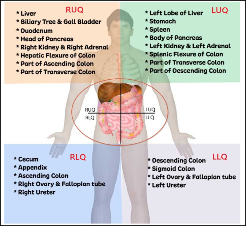 RUQ,RLQ, LUQ,LLQ 의학용어 , 복부 4분면 : 네이버 블로그