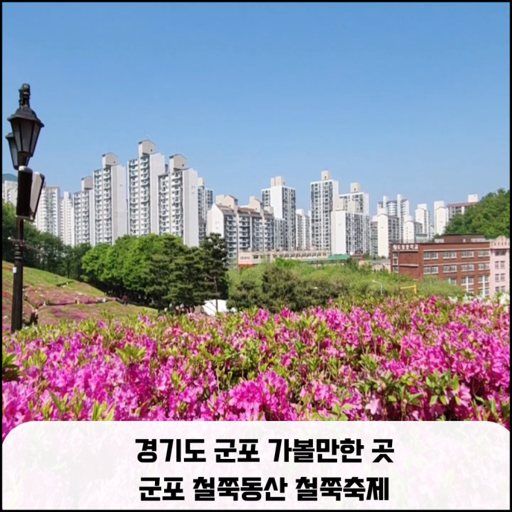  경기도 군포 가볼 만한 곳 군포 철쭉동산 철쭉축제