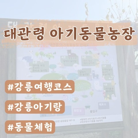  [강릉 아이랑] 대관령 아기 동물 농장/ 강릉 동물원
