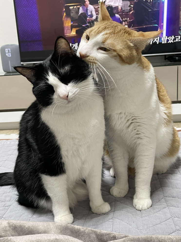  고양이 스크래쳐 레옹펫 숨숨집 스크래쳐를 알아보자.