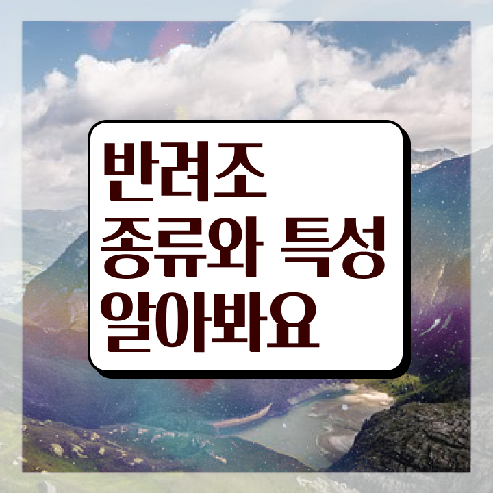  모란앵무 키우기 , 반려조관리사 자격증 주목받는 이유 정보 가득