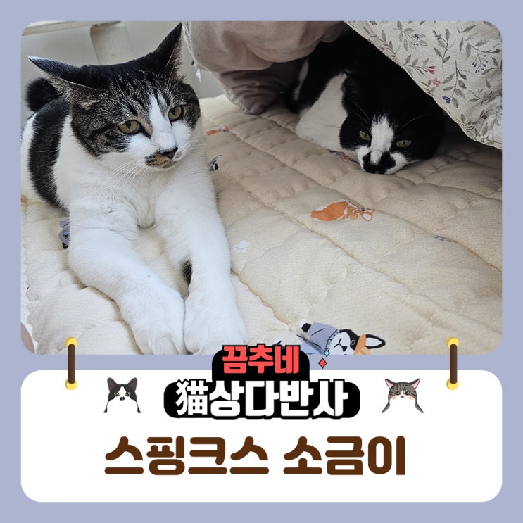 고양이의 다양한 자세 스핑크스 소금이