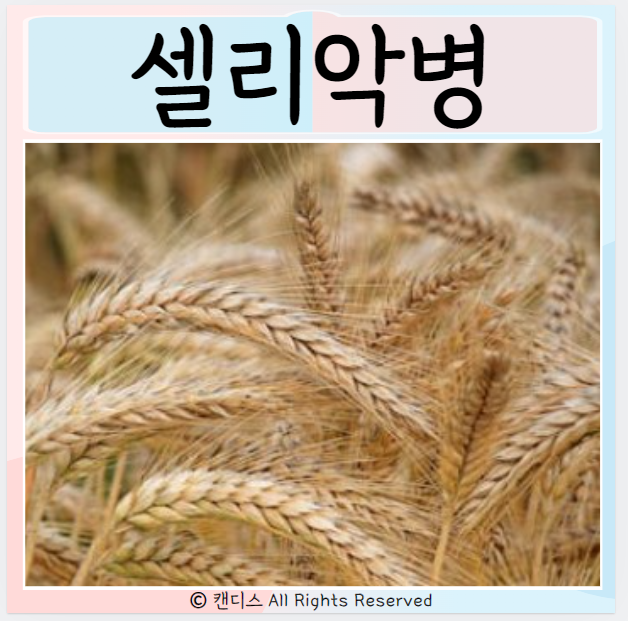  셀리악병 증상 검사방법 치료 알아보기
