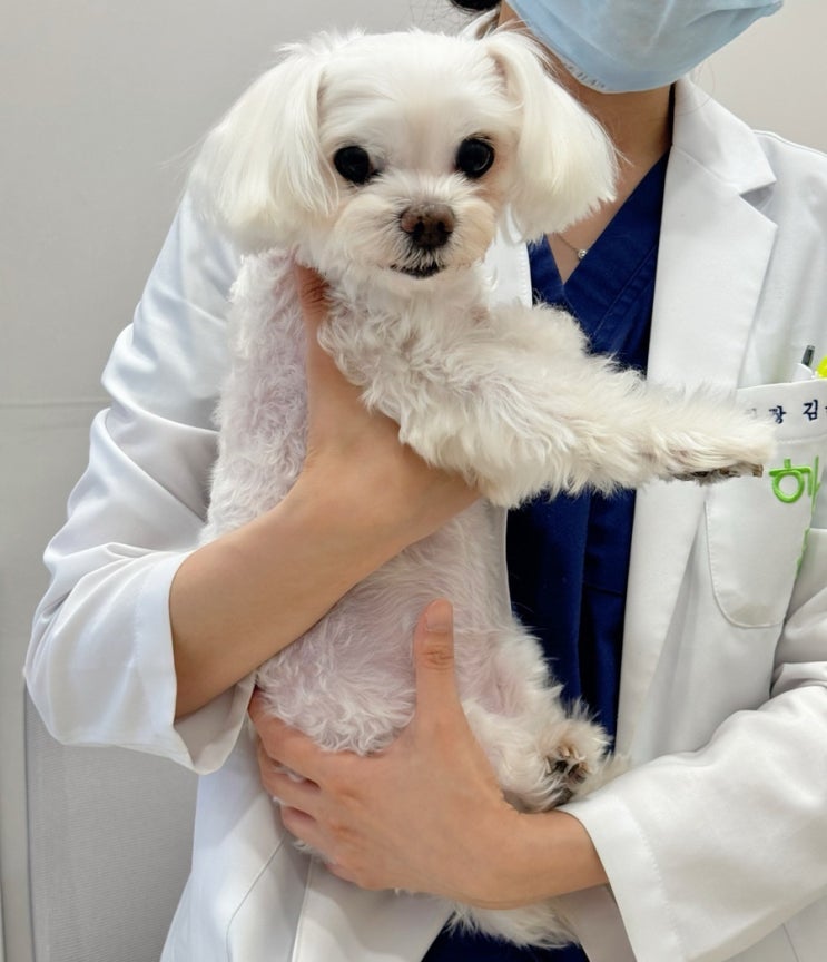  강아지 건강검진 비용 시기 주기 개포동 동물병원 엑스레이 후기