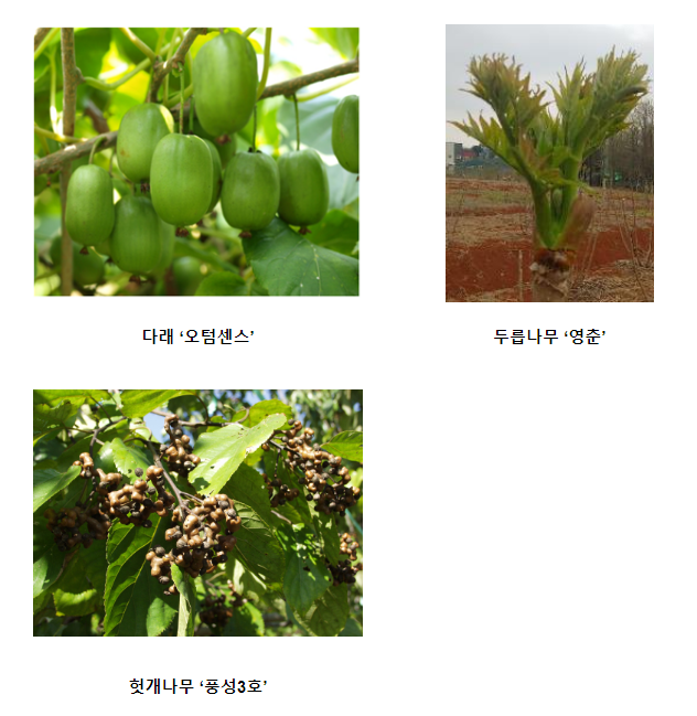 다래·두릅 등 신품종 보급, 임업인 소득 증대 이끈다 다래·두릅 등 신품종 보급, 임업인 소득 증대 이끈다
