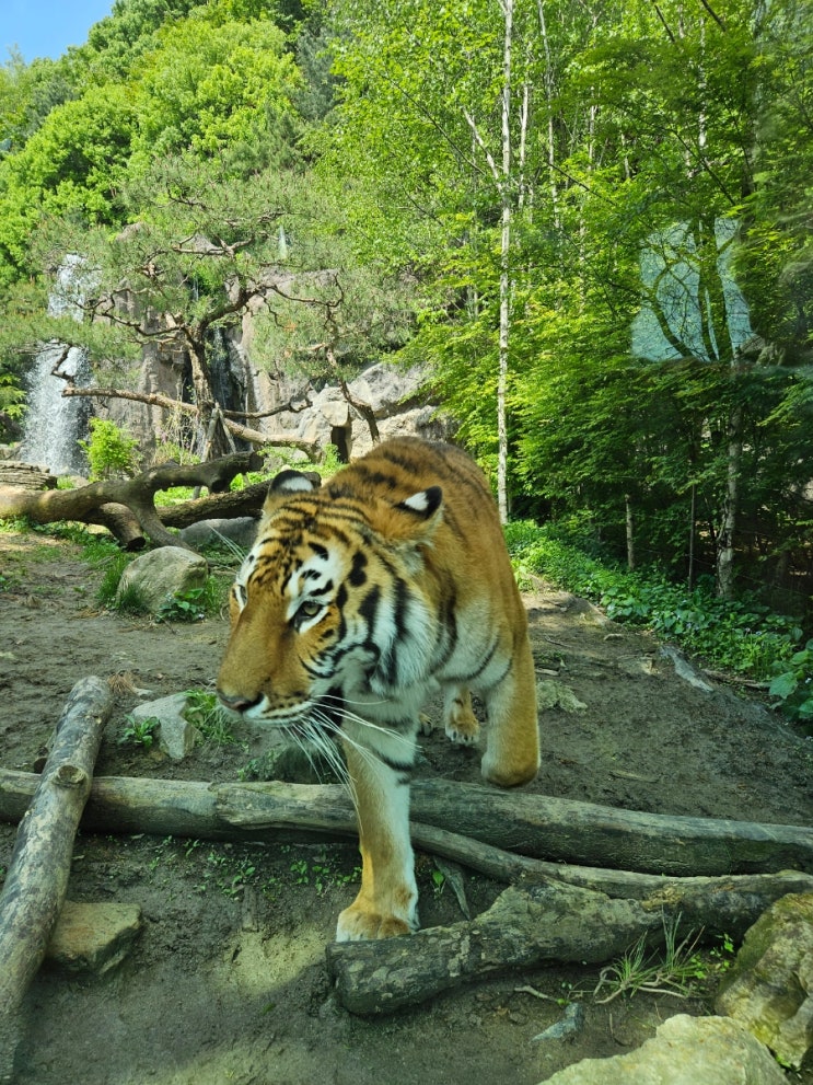 용인 에버랜드 : 자연농원 삼성 에버랜드 산리오 튤립 티익스프레스