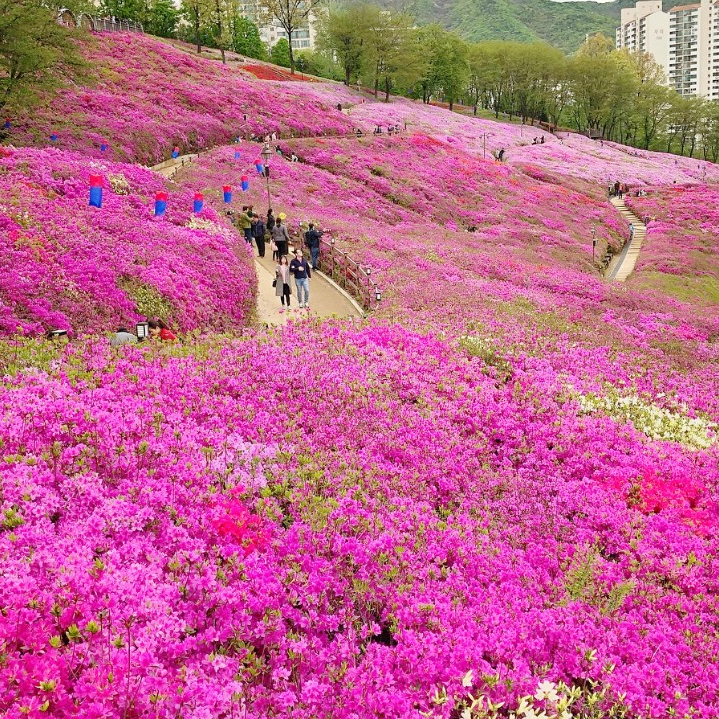  주말 가볼만한 철쭉명소 군포철쭉축제! 철쭉동산의 만개한 철쭉과 축제 공연정보 이모저모