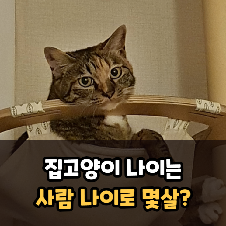  집고양이 나이 계산 사람나이로는 몇 살?