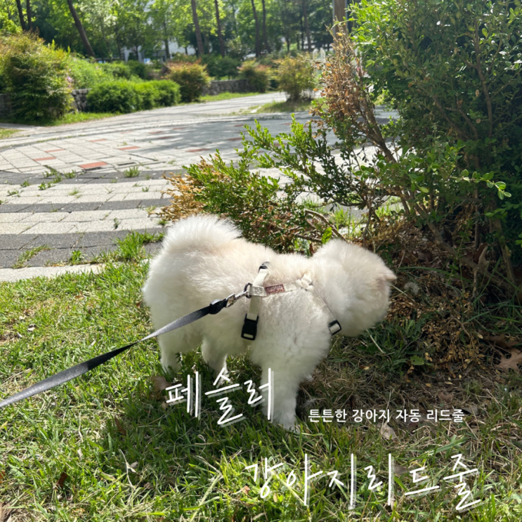  페슬러 강아지 자동 리드줄 내돈내산 후기