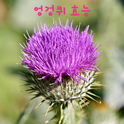  간에 좋은 엉겅퀴 효능 부작용 섭취방법 주의할 점