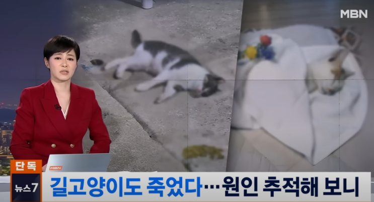  그 공장 사료, 길고양이도 폐사. 이쯤되면 공장 폐쇄해야 되는 것 아닌가