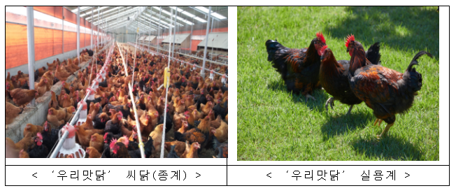 5월에 ‘우리맛닭’ 씨닭 분양 신청 하세요