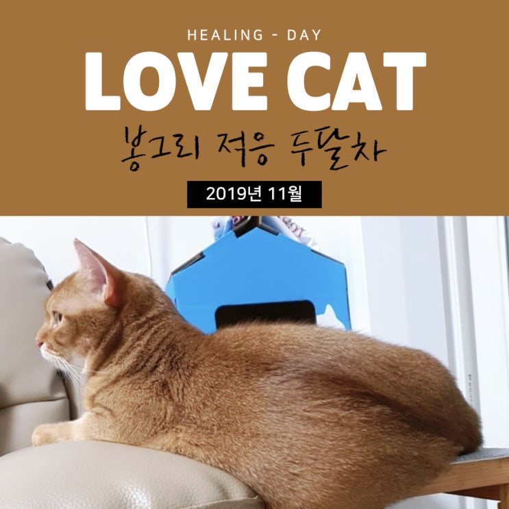  개냥이 봉그리, 적응 두 달차의 이야기