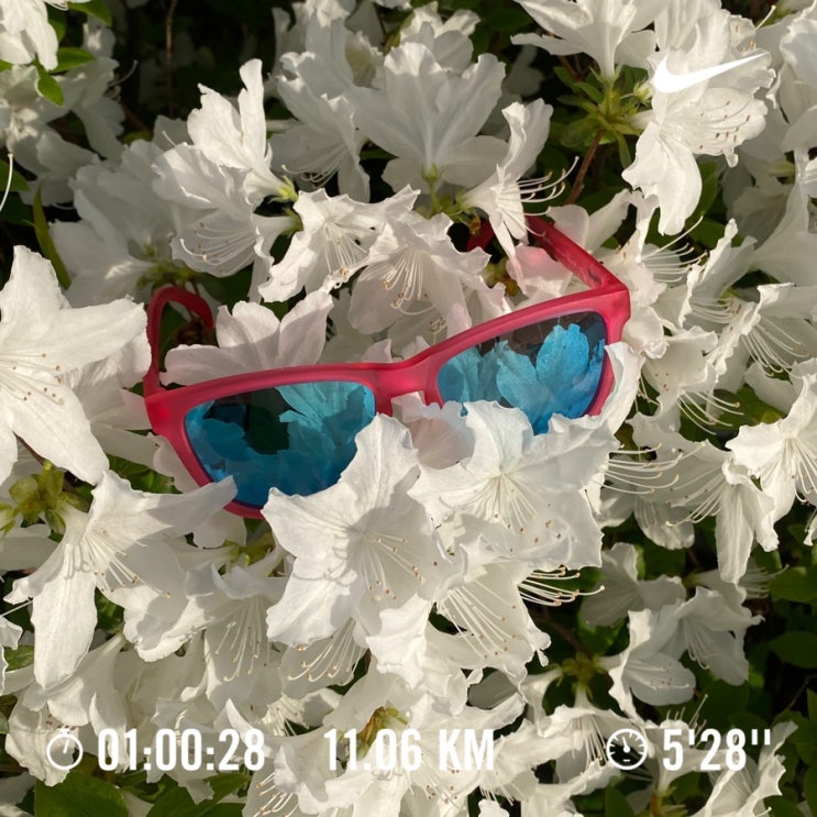  러닝로그_240425 꽃가루런