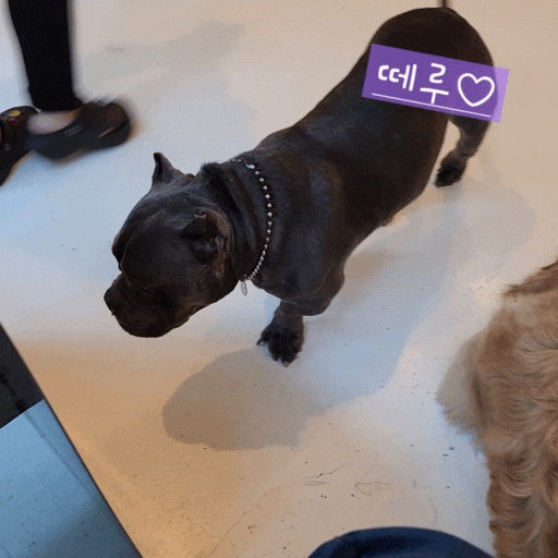 전주효자동애견카페 [쿠치로] 귀여운 강아지들이랑 놀고 음료 마시며 힐링하고 왔어요~