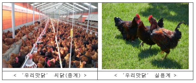 5월에 ‘우리맛닭’ 씨닭 분양 신청 하세요 5월에 ‘우리맛닭’ 씨닭 분양 신청 하세요