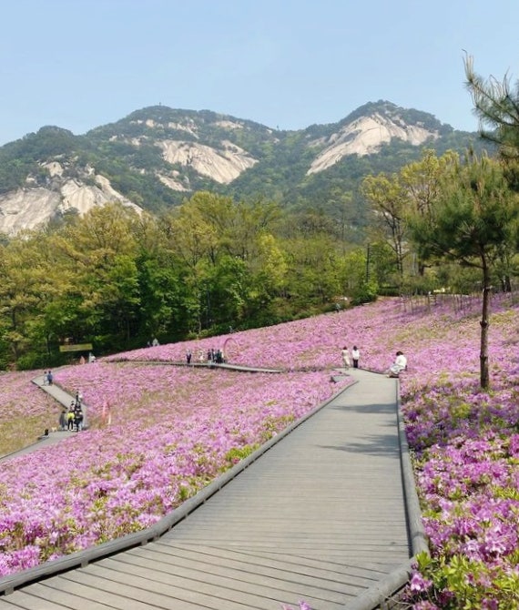  서울 가볼만한 철쭉 명소! 불암산 철쭉동산, 월곡산 오동공원 철쭉 이야기 이모저모