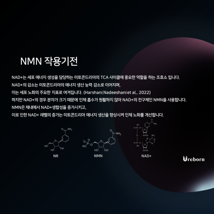  [유리본] NMN 작용기전
