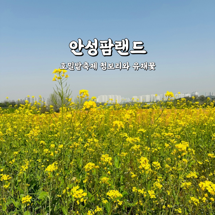  안성팜랜드 할인 청보리가 가득한 호밀밭축제와 유채꽃 개화상황