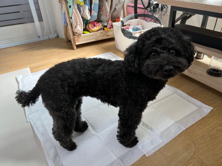  새끼 강아지 식분증 똥 먹는 이유와 해결 방법 ft. 실제로 고친 경험담