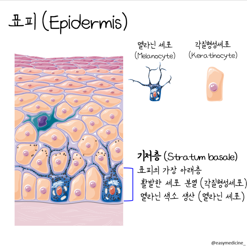 [피부 (Skin)]쉽게 이해하기 : 표피, 진피, 피하층 : 네이버 블로그