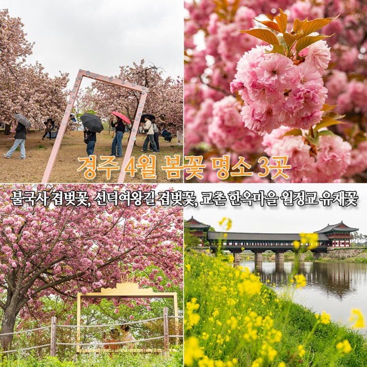  경주 4월 봄꽃 명소 3곳 불국사 불국공원 겹벚꽃, 선덕여왕길 겹벚꽃, 교촌 한옥마을 월정교 유채꽃