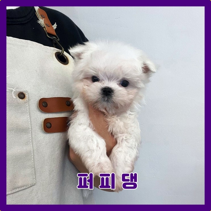  귀여운 미니 말티푸 분양가격 찾아봐요