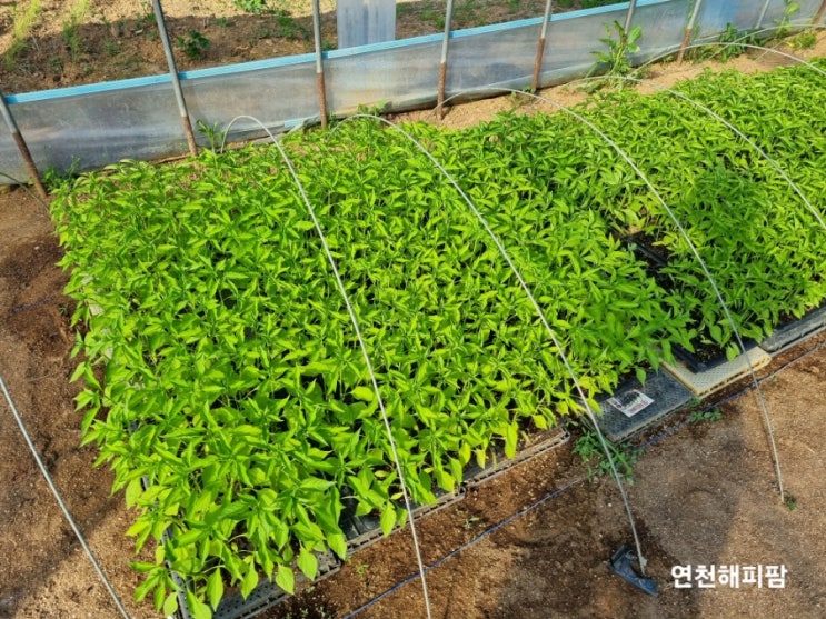  고추농사 고추육묘 모종기르기 고온장해