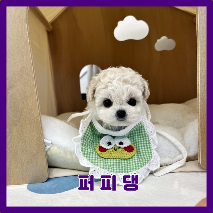  강아지 분양샵 중요한 이유
