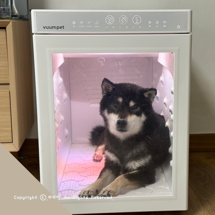  시바견 필수템 펫드라이룸 만족스러운 붐펫 단델리온