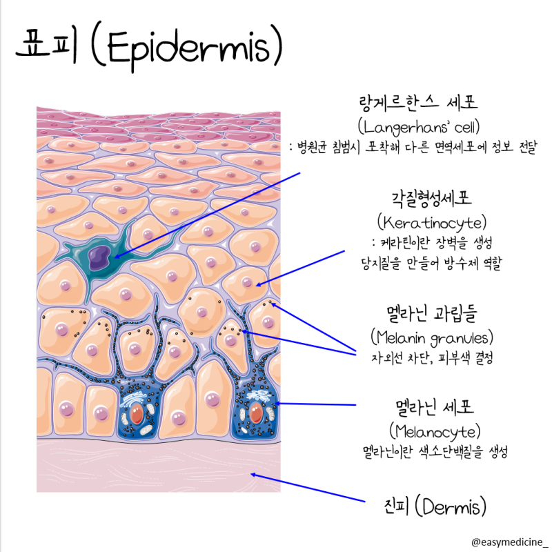[피부 (Skin)]쉽게 이해하기 : 표피, 진피, 피하층 : 네이버 블로그