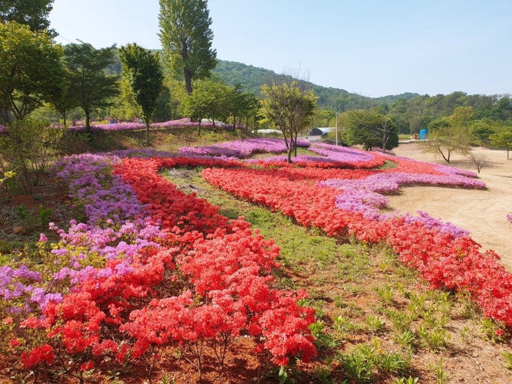  인천 꽃놀이 입장료없는 엘리체 수목원 가족나들이 가자