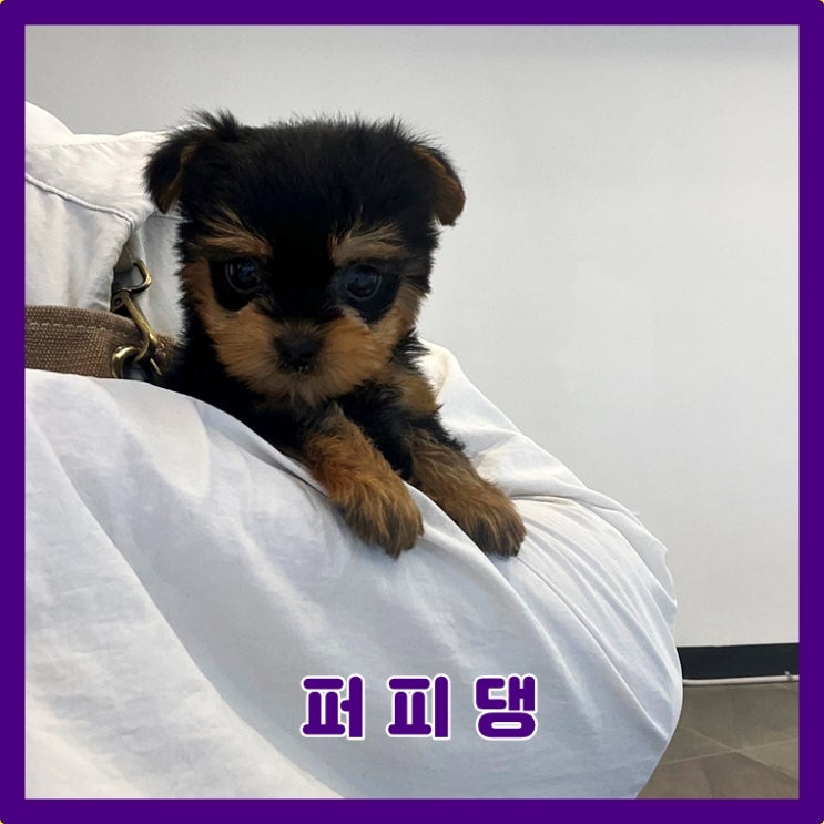  강남강아지분양 웃음이 최고 예뻐요