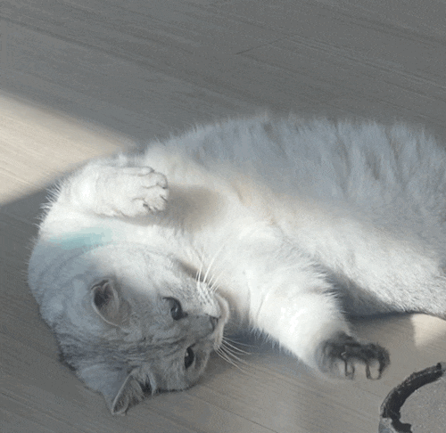  [고양이] 안겨있는 고양이, 아이컨택하는 고양이 (고양이 자랑)