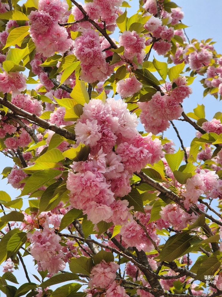  서산 벚꽃 명소 개심사-청벚꽃 겹벚꽃 왕벚꽃 개화현황, 4월 말에도 벚꽃을 볼 수 있을지?