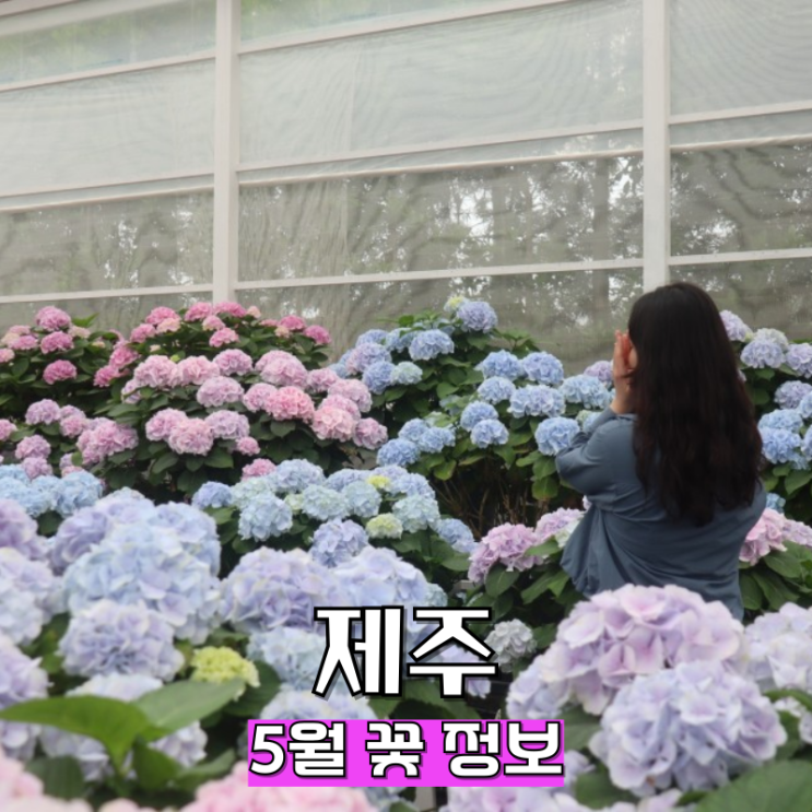  제주 휴애리 수국축제 5월 제주도 여행 꽃 정보