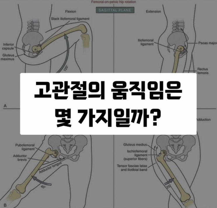  고관절의 움직임 6가지에 대해 알아보자