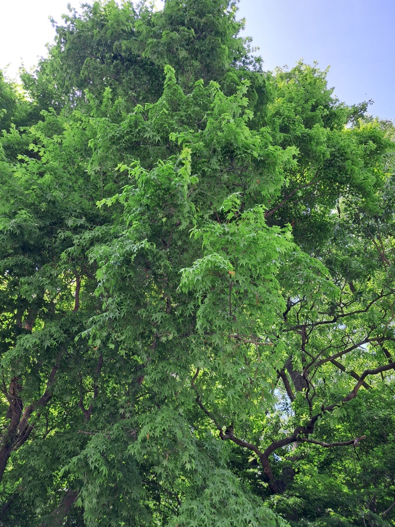 개인택시 시세 및 가격 상승 요인 : 네이버 블로그