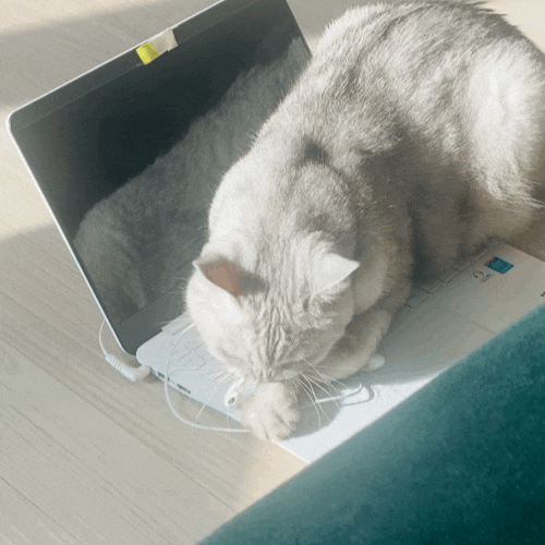  [고양이] 노트북하는거 방해하는 고양이/ 키보드 좋아하는 고양이