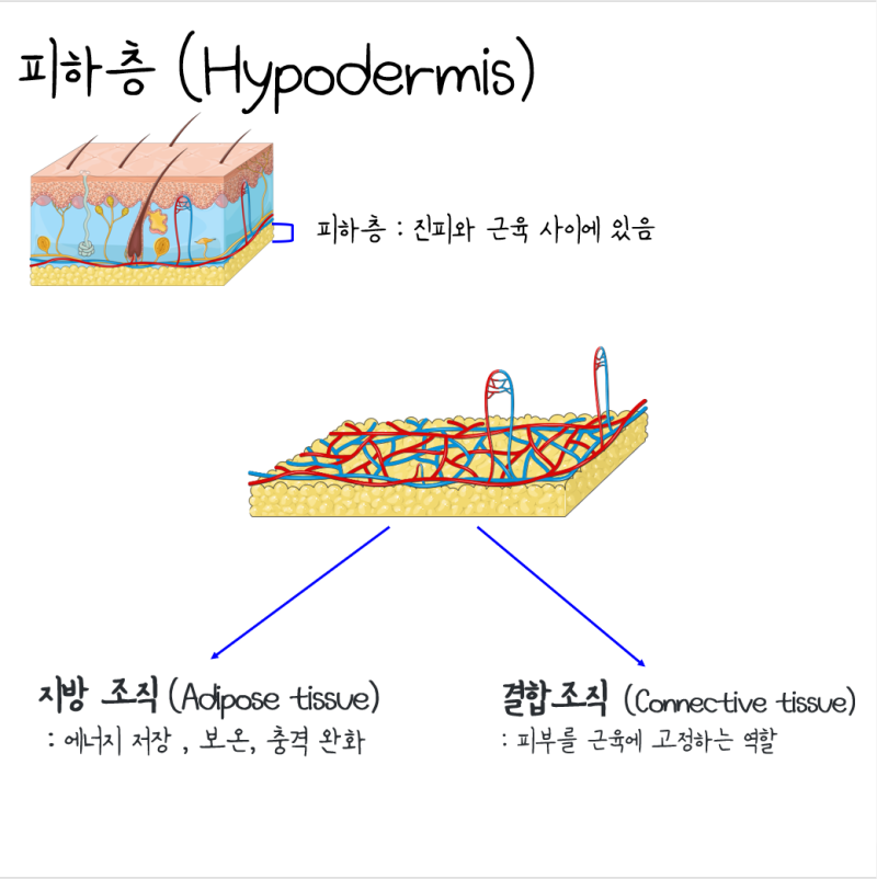 [피부 (Skin)]쉽게 이해하기 : 표피, 진피, 피하층 : 네이버 블로그
